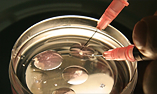 Royan Institute News